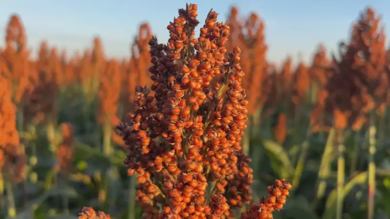 Sorgo em Alta: Safra Recorde Anima Agricultores de Sorocaba e Região