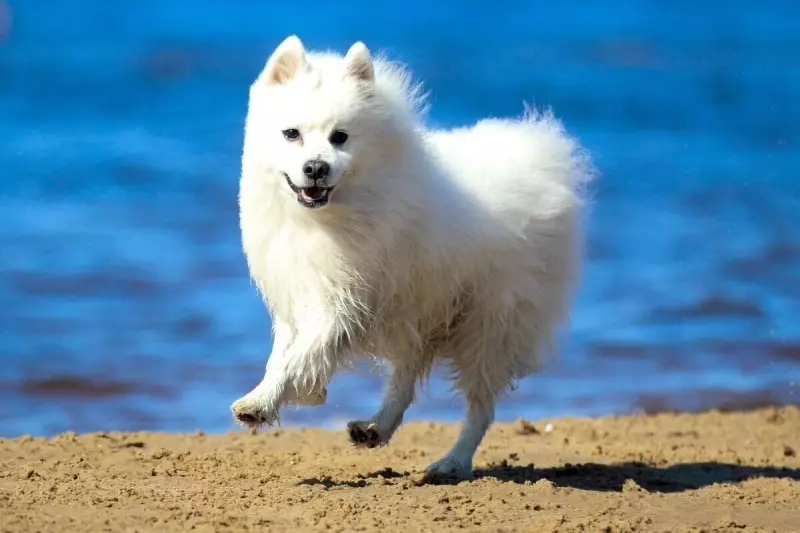 Spitz Japonês: 4 Curiosidades Sobre Essa Raça de Cachorro que Conquista Corações