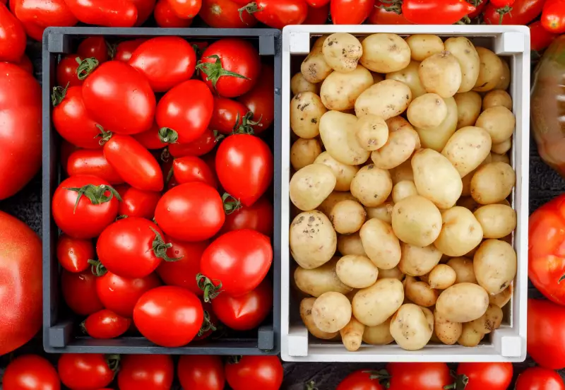 Surpresa no DNA: estudo revela que o tomate é ancestral da batata e muda história da agricultura