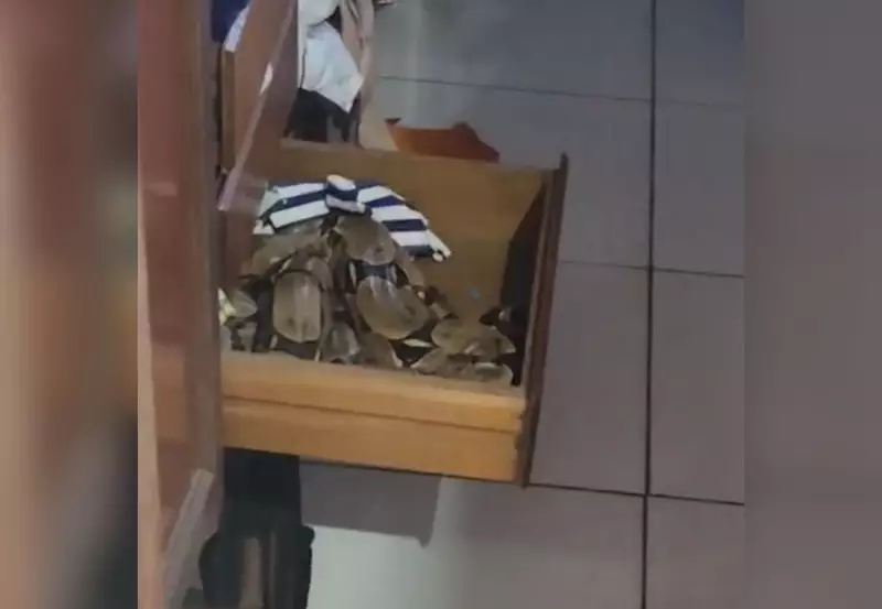 Susto na Suíte: Morador de Palmas Encontra Jiboia Gigante Dentro do Guarda-Roupa