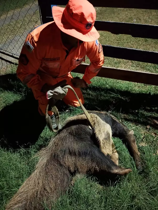 Tamanduá-bandeira em perigo: animal debilitado é resgatado em fazenda de Minas Gerais