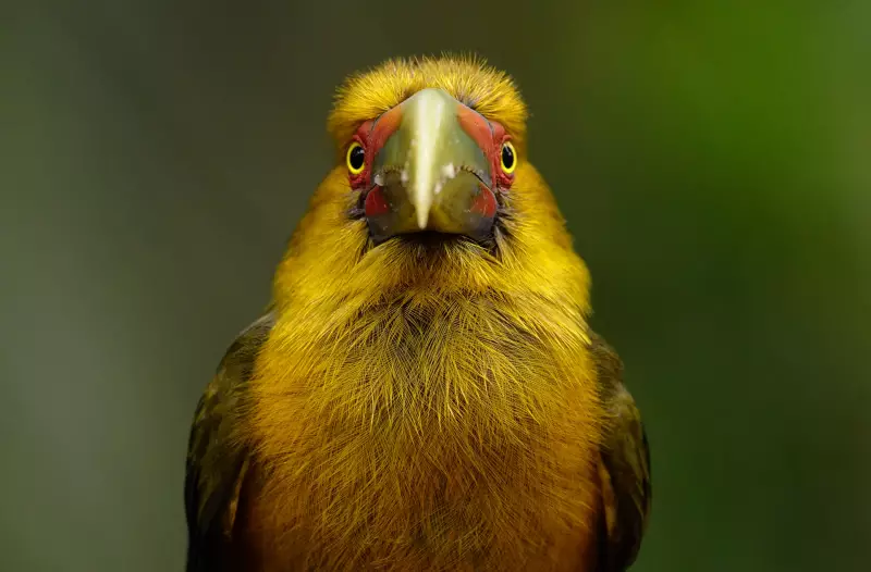 Tapiraí, SP, se transforma em paraíso para observadores de aves em feira imperdível