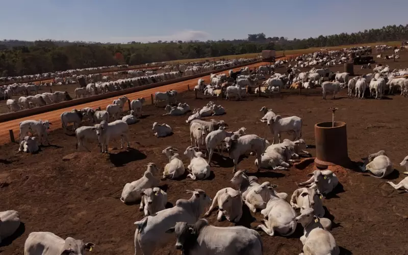 Tarifaço no Confinamento de Gado em SP: Faturamento Despenca e Exportação de Carne Bovina é Impactada