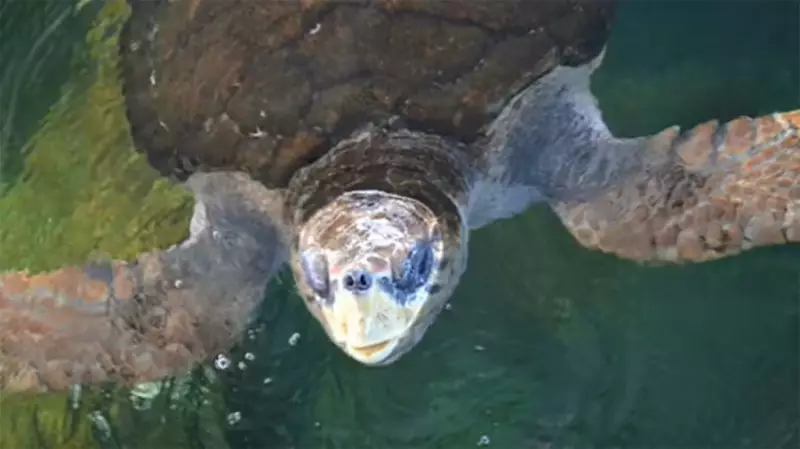 Tartaruga Jorge: O mistério do desaparecimento após soltura no mar e os riscos de não chegar à Bahia