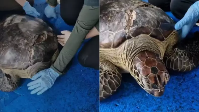 Tartaruga marinha resgatada após colisão com embarcação em Fernando de Noronha ganha tratamento especial no RN