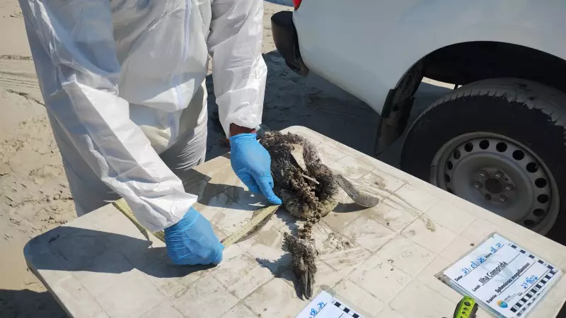 Tragédia Ambiental no Litoral Paulista: Mais de 800 Pinguins Encontrados Mortos e o Mistério por Trás do Fenômeno