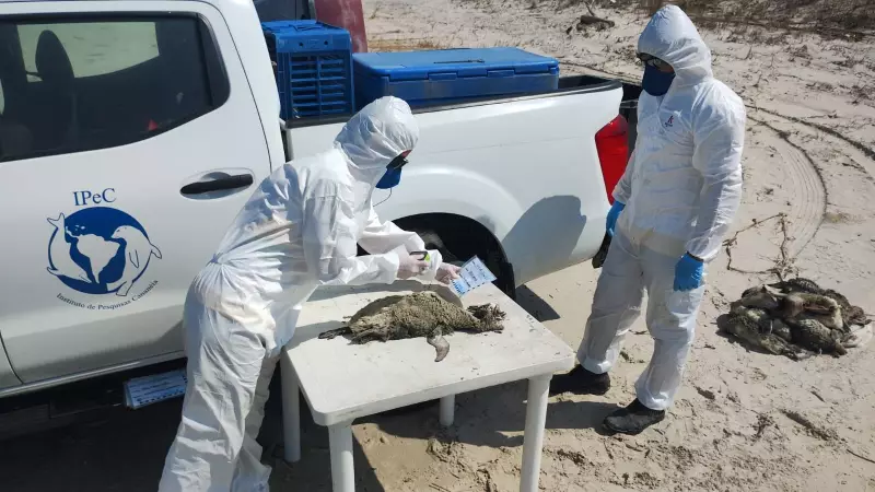 Tragédia Ambiental: Número de Pinguins Mortos no Litoral de SP Salta para 739 e Acende Alerta