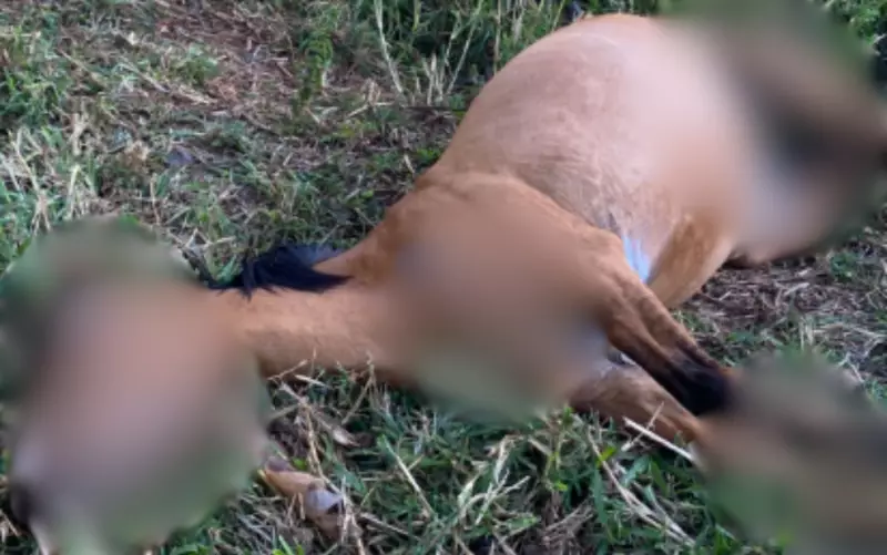 Tragédia em Ipuã: Mulher é presa após morte de idosa por desidratação e maus-tratos