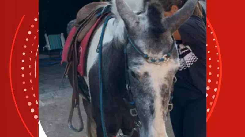 Tragédia no ES: Cavalo Famoso Morre em Abordagem Policial, Dono é Preso e Comunidade se Revolta