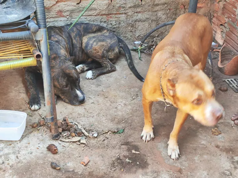 Tutor é multado em R$ 6 mil por maus-tratos a cães e responderá criminalmente em Presidente Prudente