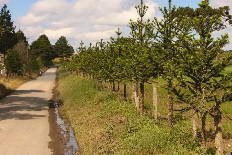 Unicentro transforma vida de agricultores com projeto inovador de renda extra