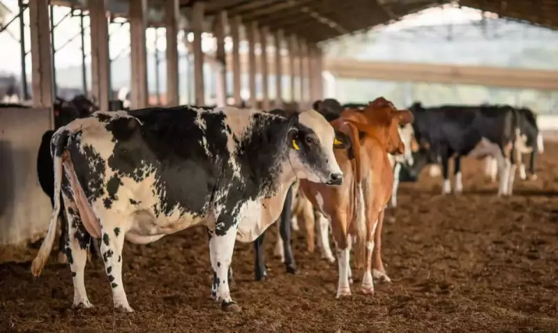 Vacina Excell 10: Suspeita de que lote contaminado causou morte de quase 200 animais na Bahia