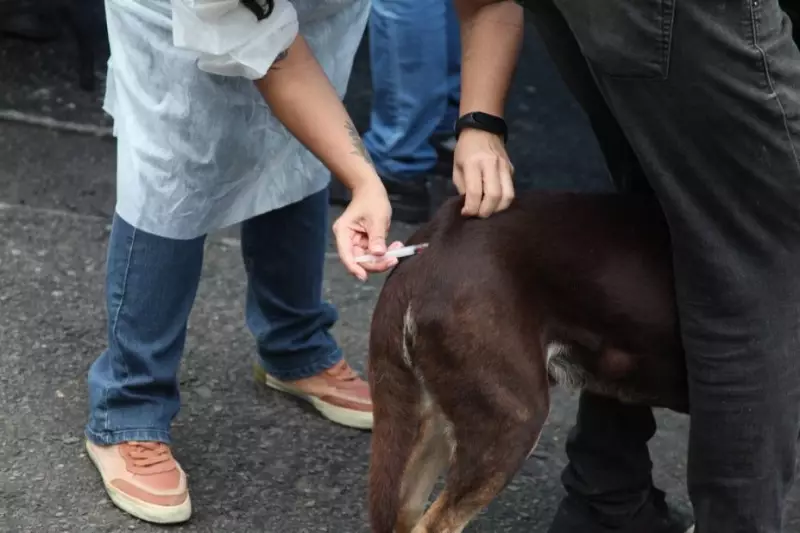 Vacinação Antirrábica em Santos: Posto Fixo Garante Proteção para Cães e Gatos