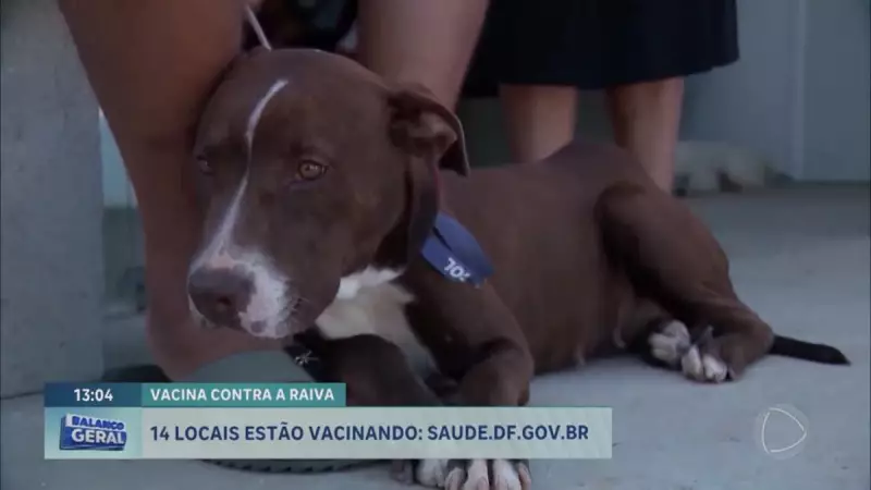 Vacinação Antirrábica no DF: Postos Aplicam Doses em Cães e Gatos a Partir Desta Sexta