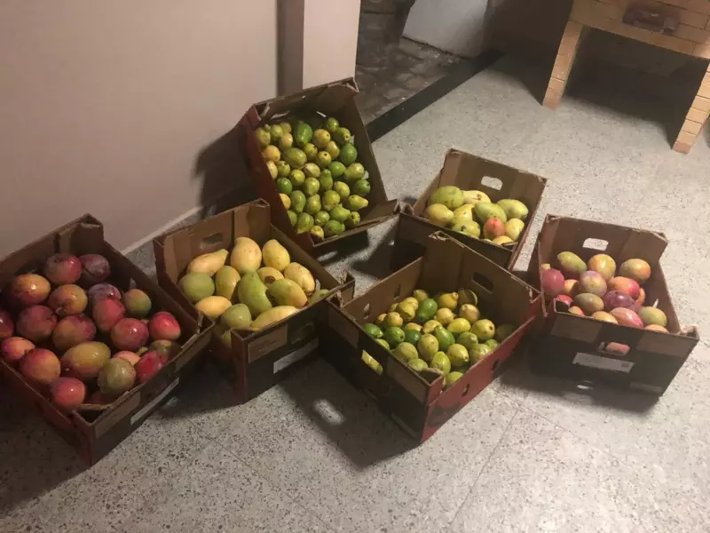 Vale do São Francisco revela segredos do consumidor de frutas: descubra como fazer parte da pesquisa