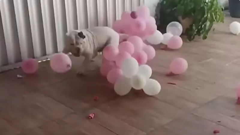 Viral: Cão Vira Sensação na Web ao Estourar Balões em Festa de Aniversário — Veja o Vídeo!