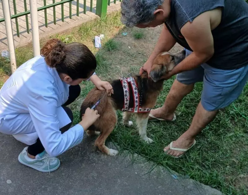 Volta Redonda: Campanha de Vacinação Antirrábica acontece neste sábado para cães e gatos