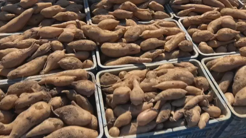 Yacon: a batata-doce que conquista paladares e faz bem à saúde