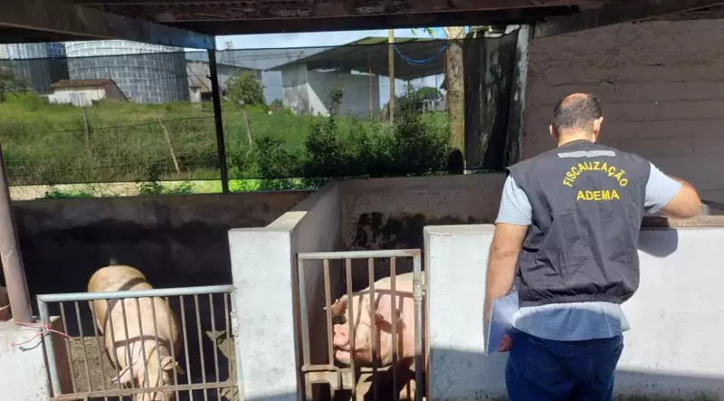 ADEMA flagra mega criação com 1200 porcos em condições chocantes em São Cristóvão