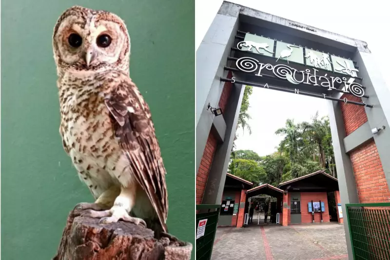 Alerta no Litoral Paulista: Pesquisadores Detectam Superbactérias em Frangos de Corte
