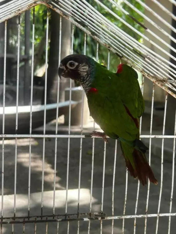 Asas da Liberdade: Avião Solidário da LATAM Realiza Missão Inusitada ao Transportar Aves Resgatadas para Novo Lar em Foz do Iguaçu