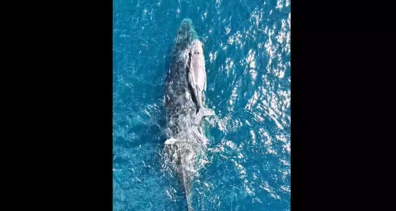 Baleia jubarte e filhote surpreendem em Arraial do Cabo após temporada de migração — Veja o vídeo!