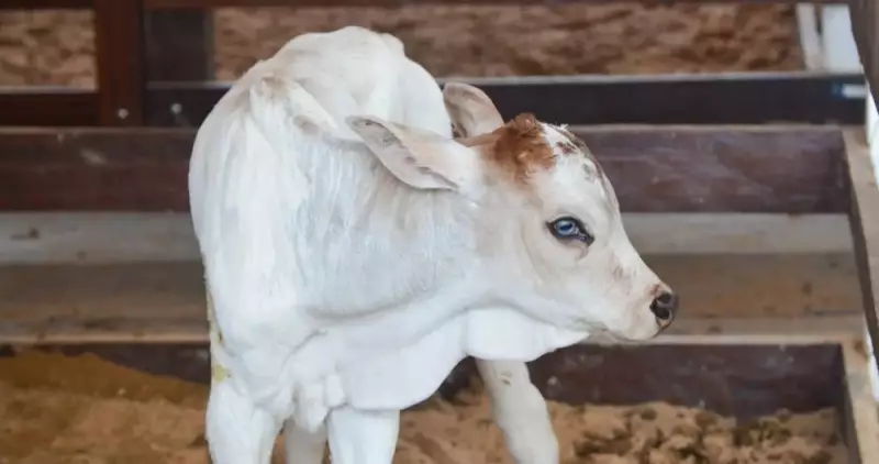 Bezerro nasce DURANTE a Expofeira do Amapá e se torna mascote do evento — veja fotos!