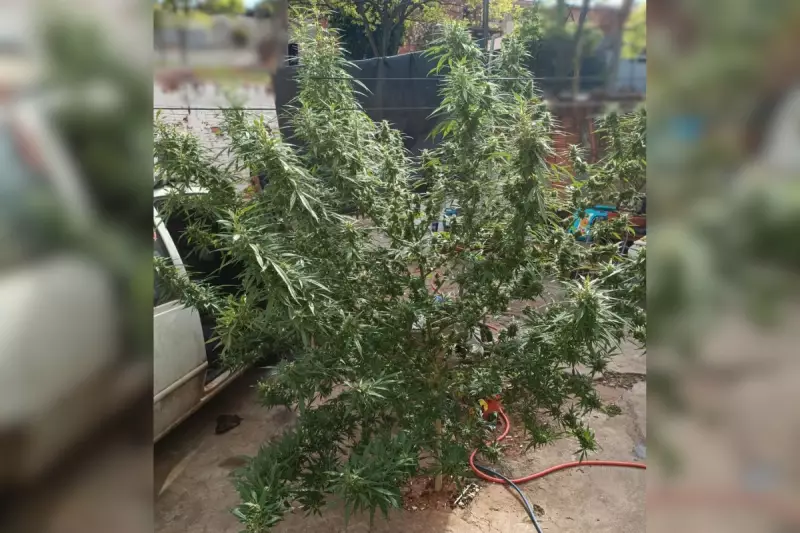Bilhete Anônimo Denuncia 'Pé de Maconha Gigante' e Acaba em Prisão em Presidente Prudente