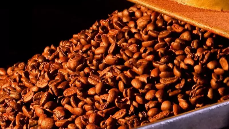 Café Robusta: Colheita dispara 43% em agosto, mas preços internos desafiam produtores