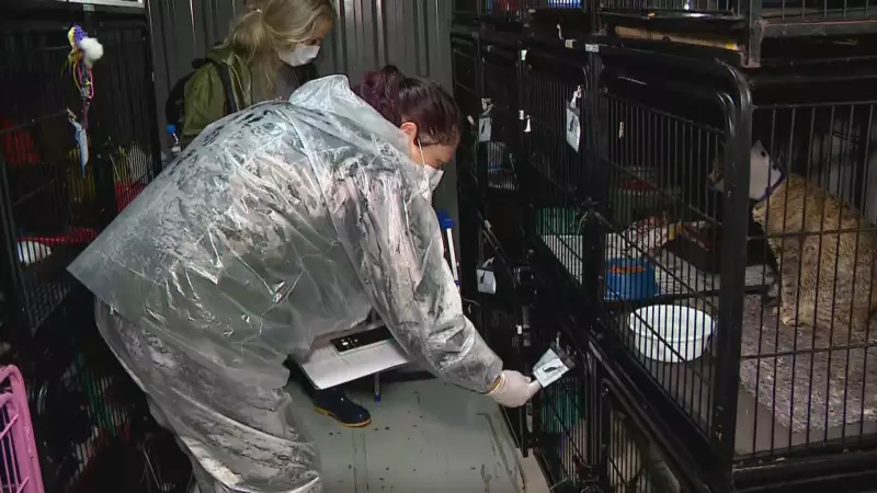 Canoas em Choque: 240 Cães Sacrificados em Apenas 8 Meses — Delegada Acusa 'Matança Desmedida'