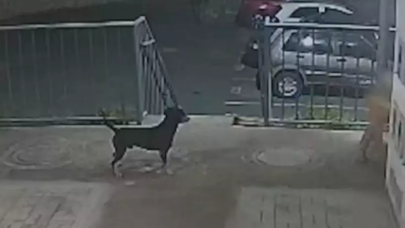 Cão com leishmaniose vira caso de polícia: família é ameaçada por vizinhos em MG