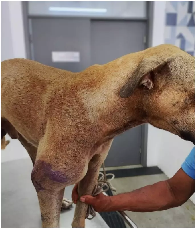 Cão é baleado em João Pessoa: veja o resgate emocionante e a luta pela vida