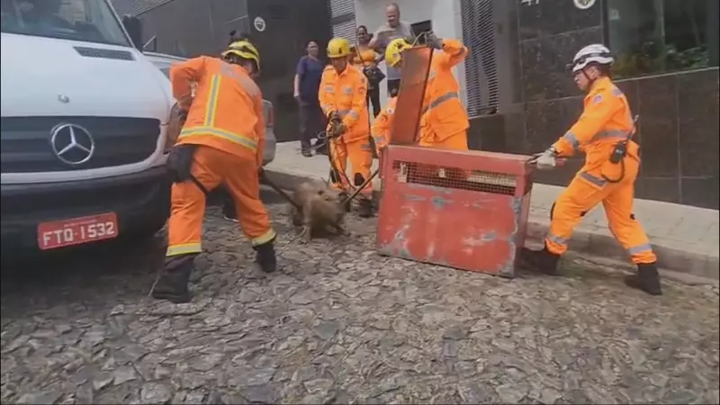 Capivara Toma Conta de Jardim em Condomínio de BH e Vira Estrela na Web; Bombeiros Entram em Ação!