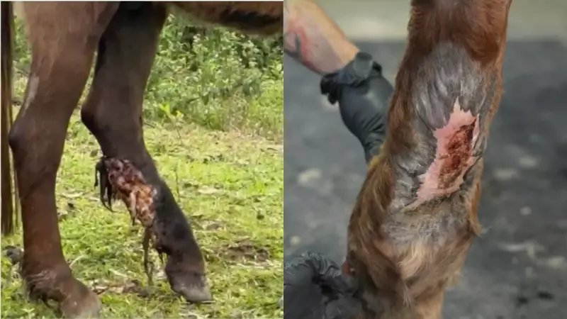 Cavalo Vence Câncer com Maconha: Remissão Surpreende Veterinários