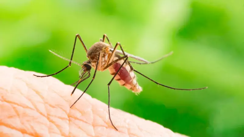 Chikungunya no Brasil: Uma Década de Desafios e a Preocupação que Não Cessa