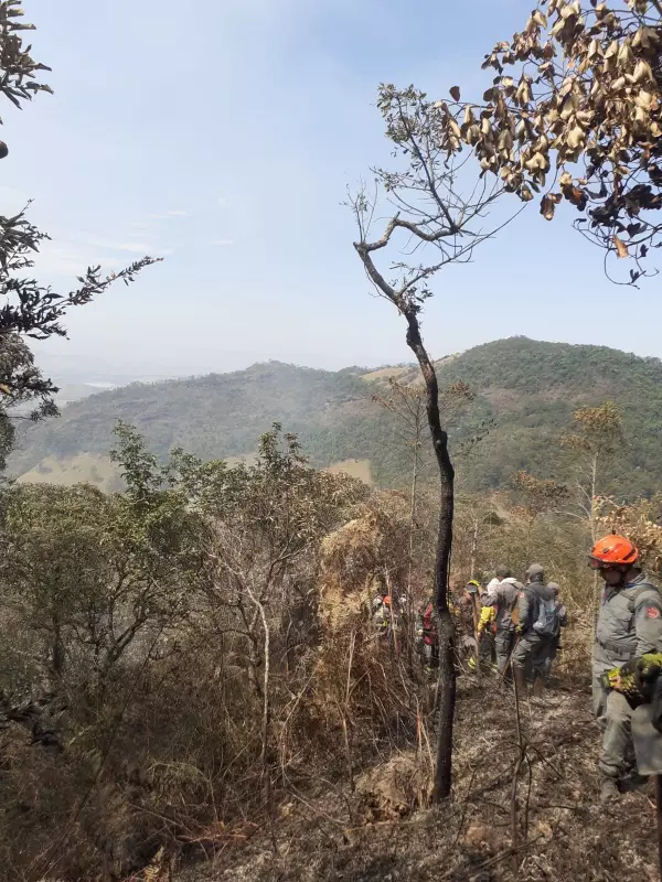Combate a Incêndio em Mata de Cruzeiro (SP) Mobiliza 45 Bombeiros em Operação de Alto Risco