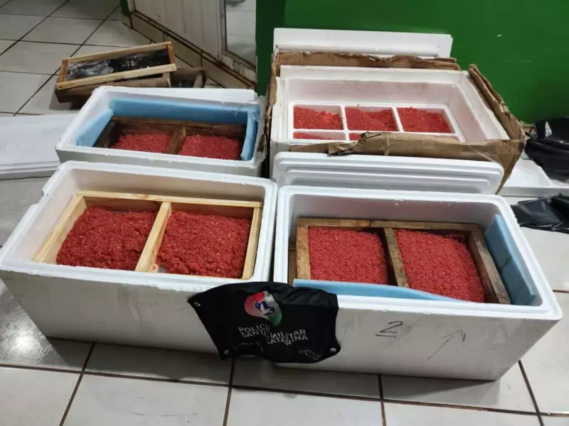 Contrabando Absurdo: Mais de 32 kg de Ovas de Salmão Escondidos em Carro em SC