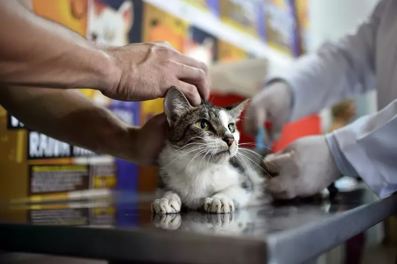 Coronel Fabriciano inicia campanha de vacinação antirrábica gratuita para cães e gatos
