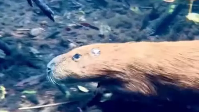 Corrida Maluca no Rio da Prata: Capivaras e Peixes Disputam em Cena Rara — Veja o Vídeo!