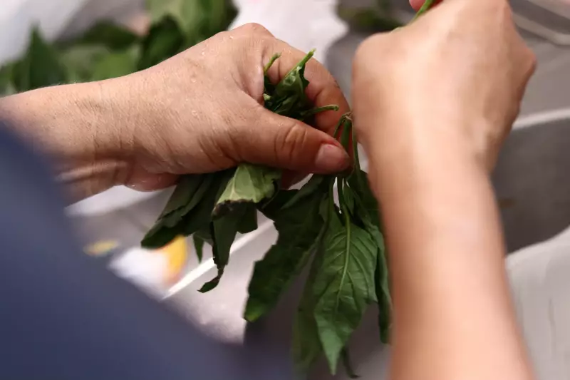Curso Revolucionário de Plantas Medicinais no Litoral de SP Oferece Bolsa de R$ 500 | Inscrições Abertas