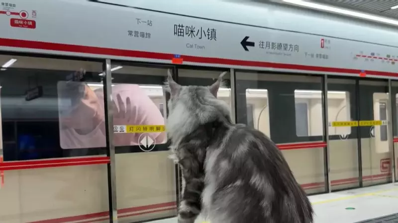 Engenheiro Cria Estação de Metrô em Miniatura para Gatos: O Luxo Felino que Viralizou!