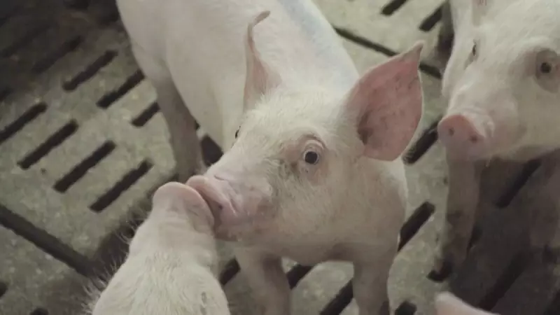 Exportações de Carne Suína Brasileira Disparam: Competimos de Igual para Igual com os Gigantes Globais, Diz Executivo