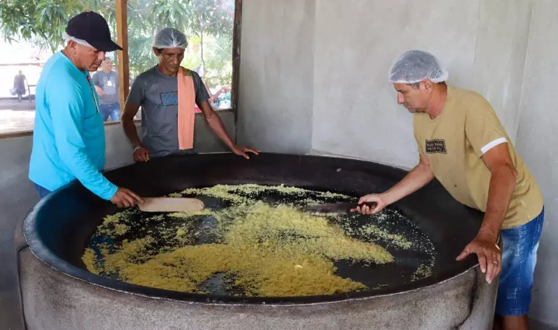 Farinha de Mandioca Vira Ouro no Oeste do Pará: Agricultores de Óbidos Dominam Técnicas que Aumentam Lucro em 300%