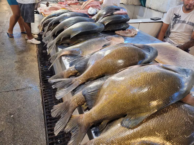 Feira do Tambaqui em Manaus: 9 Toneladas de Peixe Fresco a Preço Acessível Neste Sábado