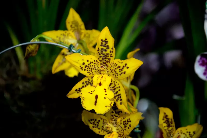 Festival das Orquídeas de Várzea Paulista: Um Esbanjar de Cores, Música e Aromas que Vai Encantar a Cidade!