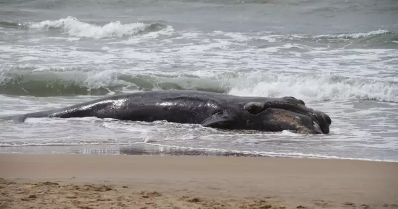Filhote de Baleia Morto Aparece em Praia de SC: Um Alerta para a Vida Marinha?
