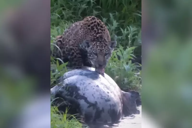 Filhote de Onça-Pintada Devora Anta no Pantanal: Raro Banquete é Registrado em Vídeo
