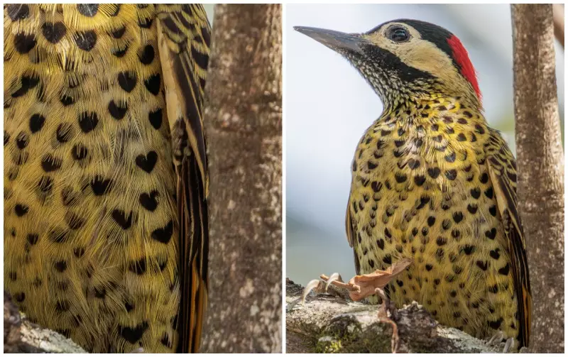 Fotógrafo Amador de Sorocaba Revela Segredos da Fauna Local: Imagens de Tirar o Fôlego!