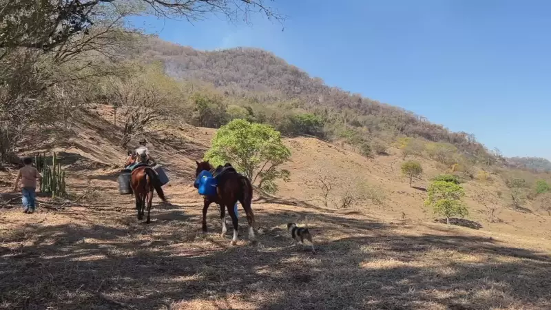 Incêndio no Morro de Bofete: Animais Viram Heróis no Resgate a Brigadistas em Combate de 48 Horas