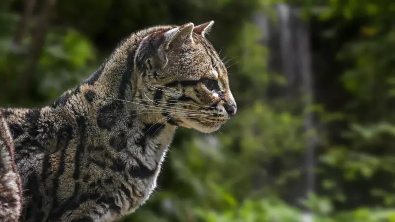 Jaguatirica Cega Encontrada em Rodovia Encontra Lar Definitivo no Zoológico de Brasília